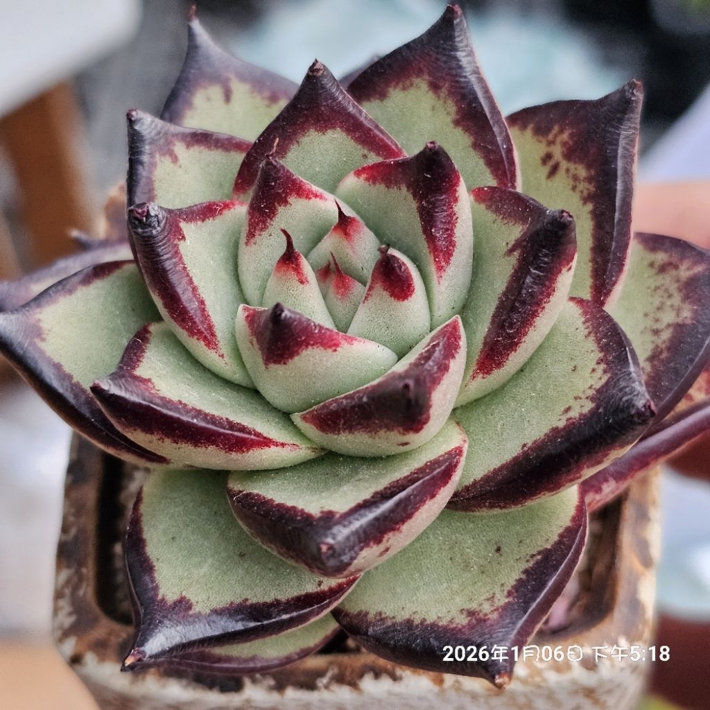 黑魔王（3號盆）🔥有根（A）🌵多肉植物❤️蘭心花卉| 蝦皮購物
