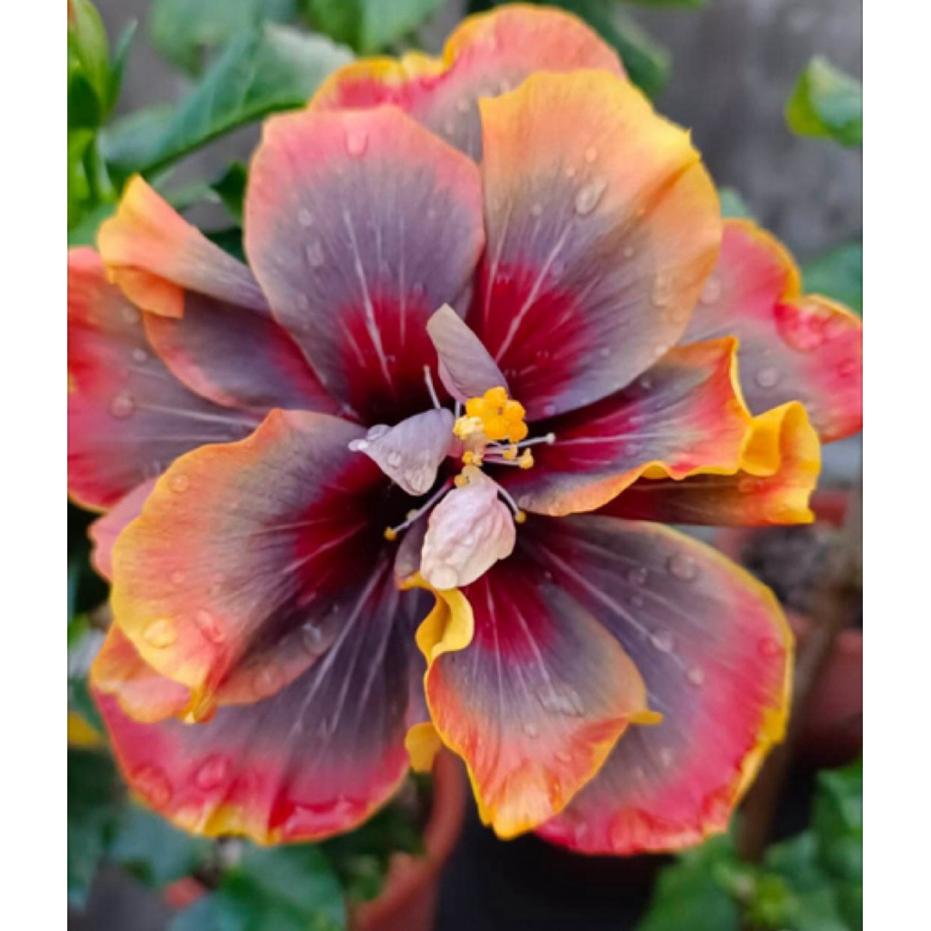 扶桑/枝條/手心的薔薇/水沙漣夜空/青花瓷/秋紅谷/扶桑/ | 蝦皮購物