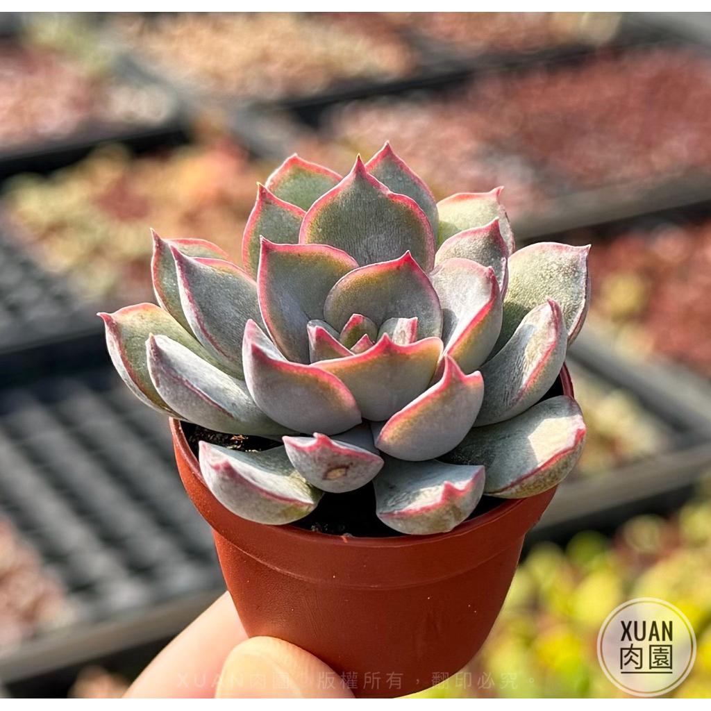 一吋盆多肉植物【一吋盆有量區】 超Q豆盆小多肉（非種子）可自選品種
