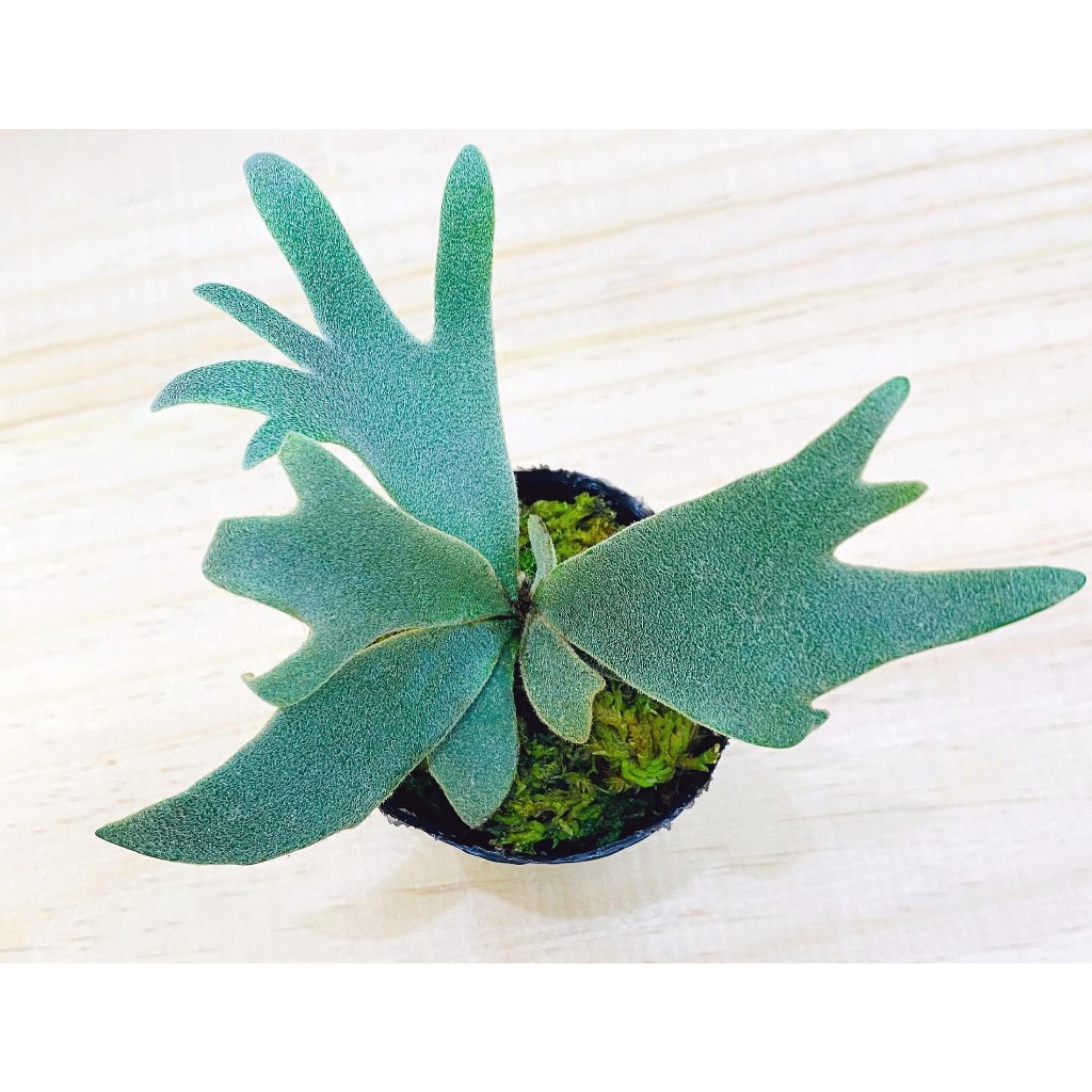 P. willinckii ’Jenny’ TC 2105 Platycerium willinckii 