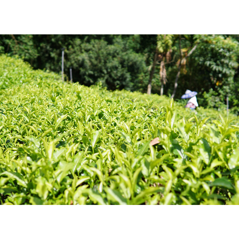 台灣好茶】福袋 セットC 梨山迎香烏龍、梨山頂級金萱茶、梨山頂極紅烏