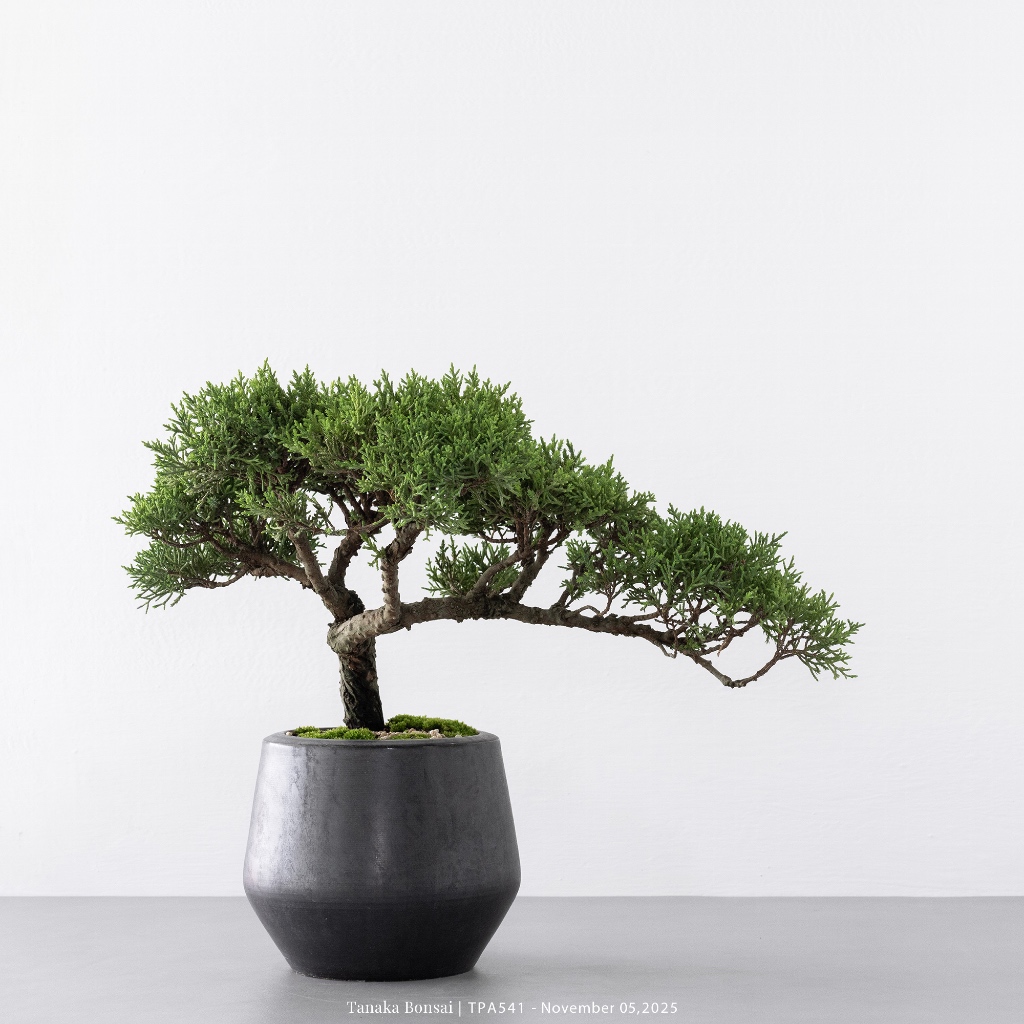 Tanaka Bonsai】TPA541 日本紀州真柏盆景｜松柏盆栽| 蝦皮購物