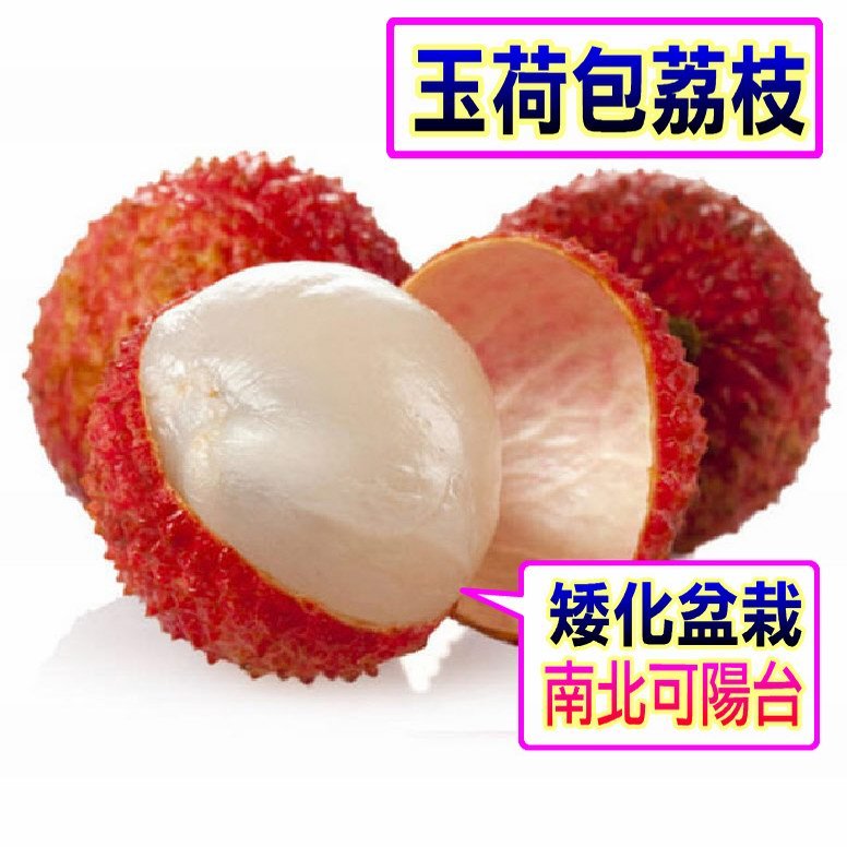 玉荷包荔枝🟡矮化高壓盆栽🟡已生過+南北可種盆產果 荔枝 荔枝苗 樹苗 果苗 矮化果樹 矮生盆栽 矮化盆栽 水果苗 水果 | 蝦皮購物