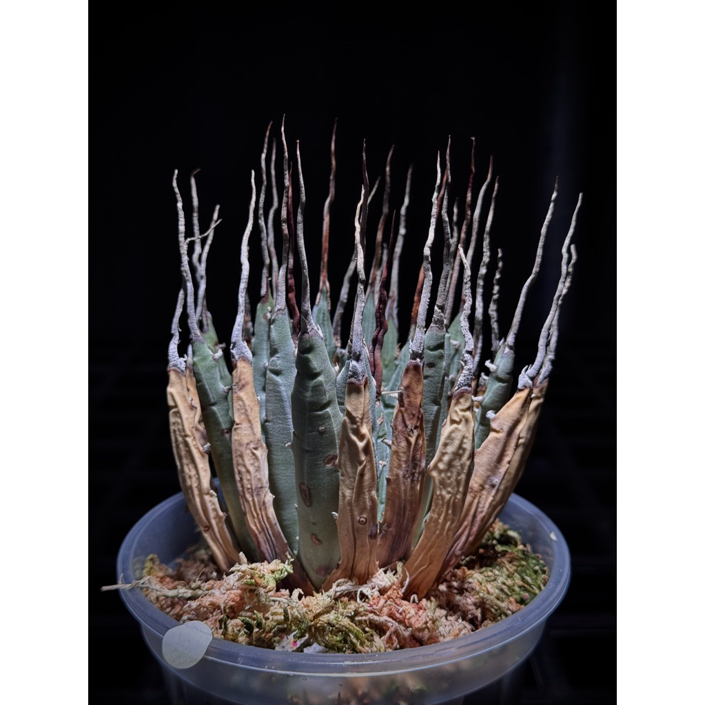 寅福塊根曲刺妖炎Agave utahensis 原產株已發根一物一拍中小型尺寸龍舌