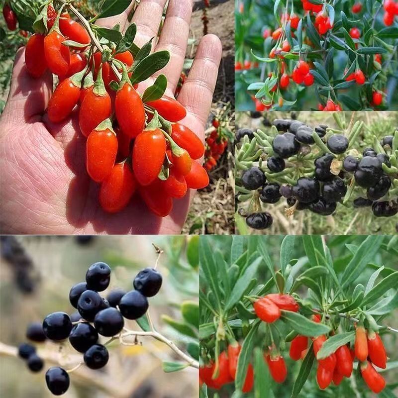 青禾園藝（枸杞種子 ） 當季新種 發芽率高 產量高 營養豐富 可食用 新手易種植 陽台庭院盆栽 #農家自留種 超優惠 | 蝦皮購物