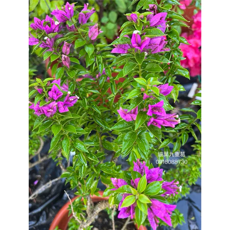 各種九重葛現剪枝條 細葉九重葛