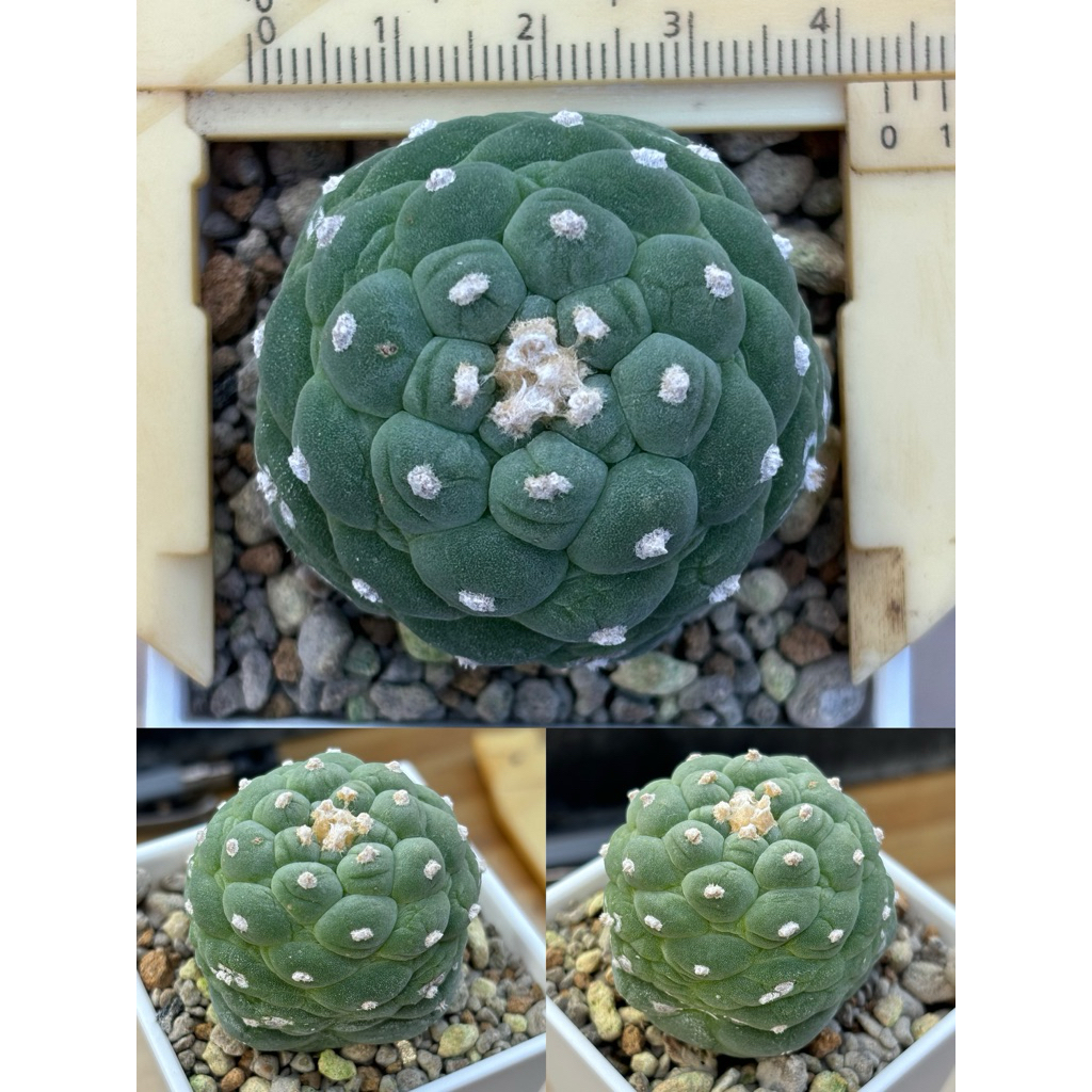 疣銀冠 🌵植間綠洲｜大疣/皺疣銀冠玉實生苗嫁接短台降會開花含盆寄出