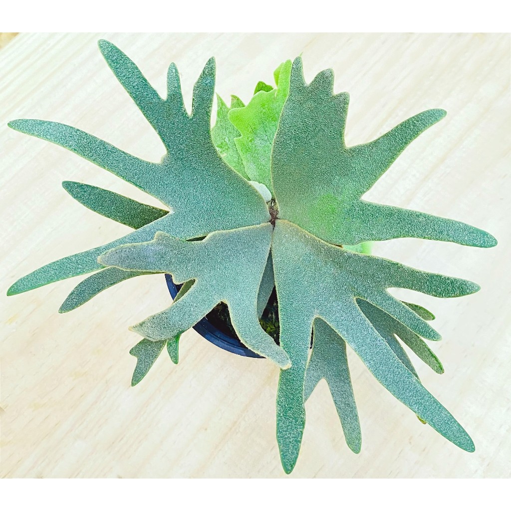 Nano孢子苗-P. Willinckii 'Nano' sporeling鹿角蕨侏儒爪哇上板植物