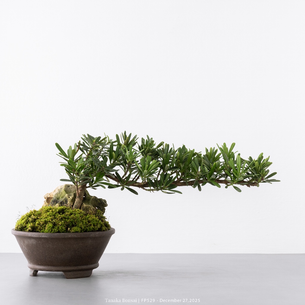 Tanaka Bonsai】FP529 晶鑽羅漢松盆景| 松柏盆栽| 蝦皮購物