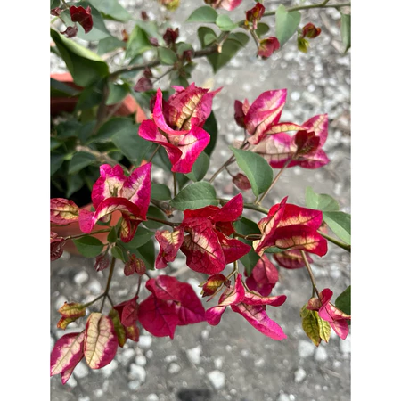 各種九重葛現剪枝條 傾城