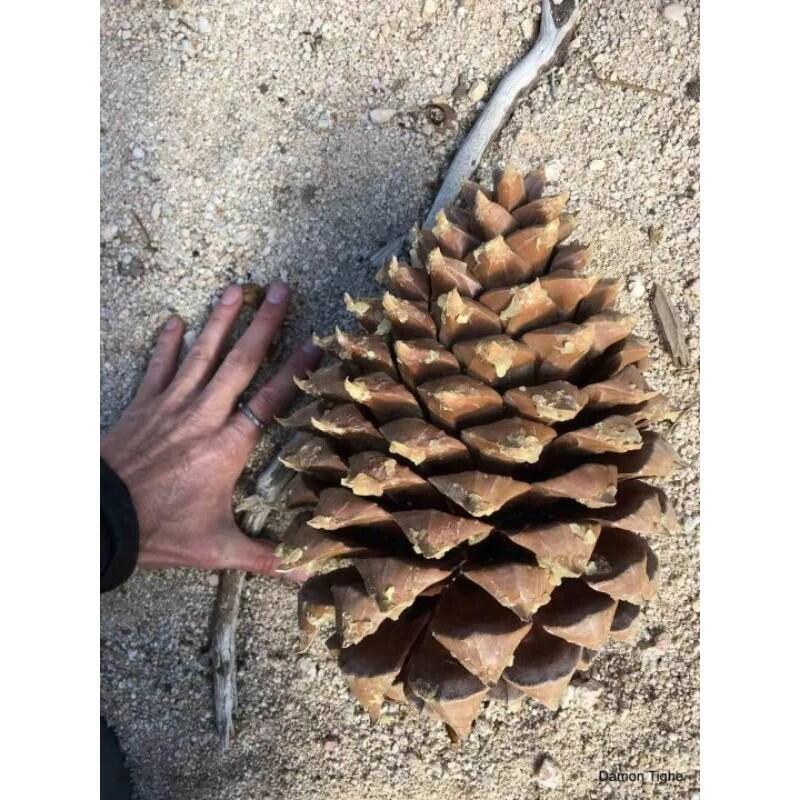 Pinus coulteri 大果松 庫爾特松 樹苗 世界上最大的松果！ | 蝦皮購物