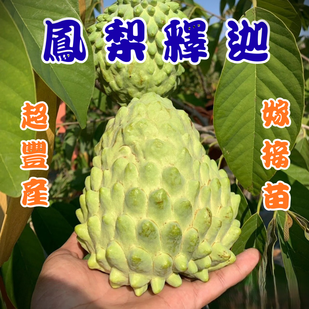 【鳳梨釋迦】4吋盆 水果苗 接苗 果樹苗 樹苗 果樹盆栽 釋迦苗 | 蝦皮購物