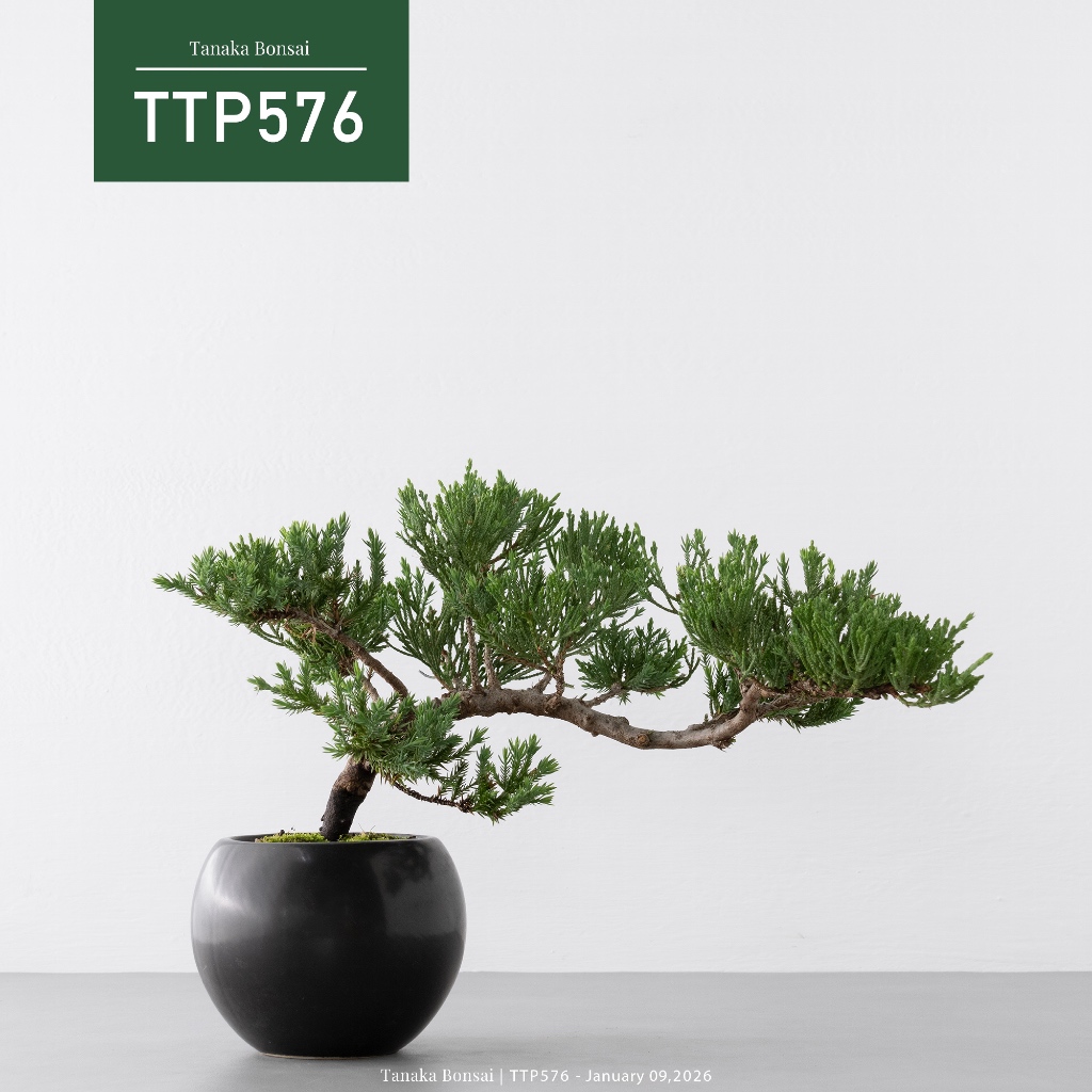 Tanaka Bonsai】TTP576-B 臺灣真柏盆景｜松柏盆栽| 蝦皮購物