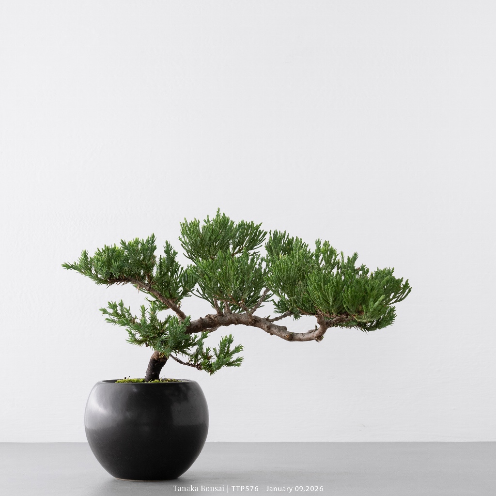 Tanaka Bonsai】TTP576-B 臺灣真柏盆景｜松柏盆栽| 蝦皮購物