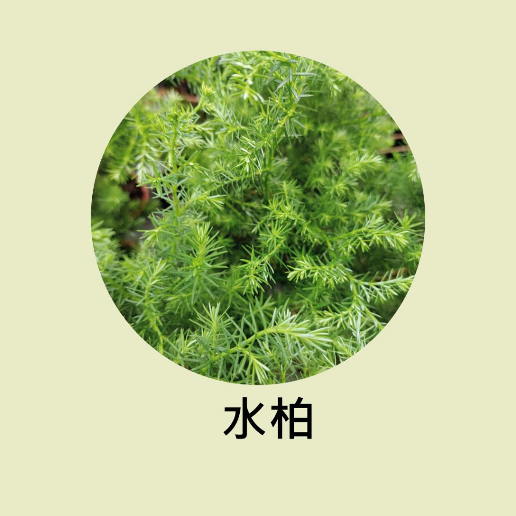 [碧路蘭旅]水柏 水松 樹苗 3吋盆 15公分 苗木 盆栽 綠化 | 蝦皮購物