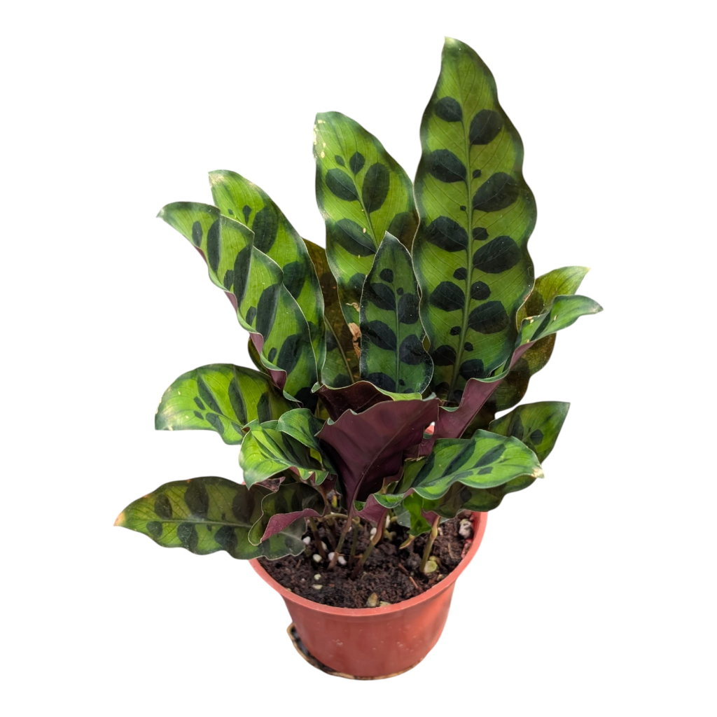 dracaena marginata indoor plant Dracaena marginata 'Bi-Color' 10" tips at SPROUT HOME