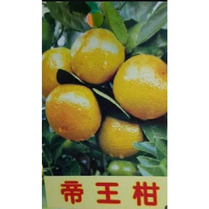 帝王柑嫁接苗 帝王柑 | 蝦皮購物