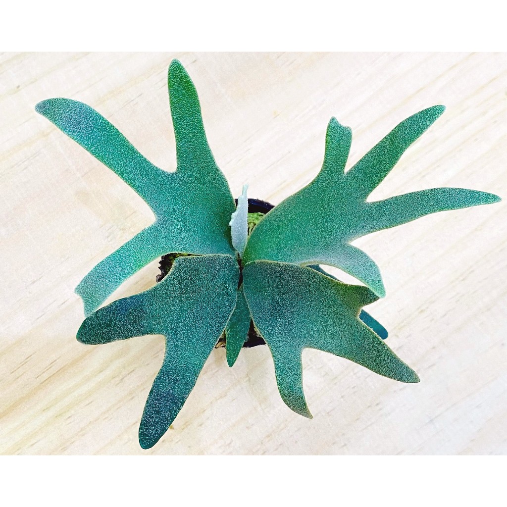 P.willinckii ’Nano’ spore 09 P. willinckii nano sporeling