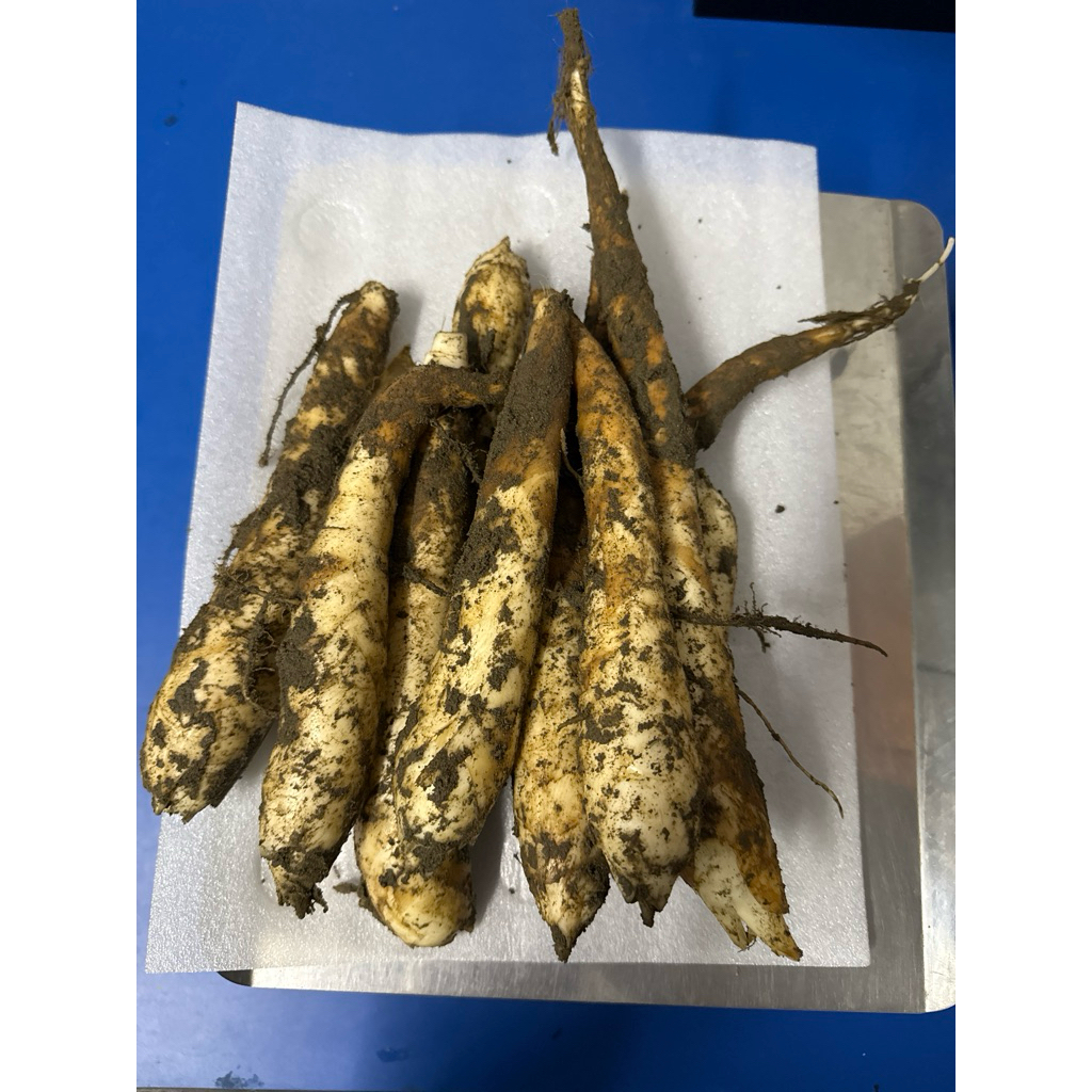 新鮮竹薯～【食用級】～葛鬱金又稱竹芋、粉薯～藕仔薯 | 蝦皮購物