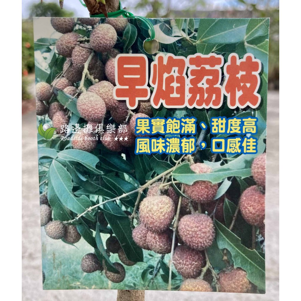 早焰荔枝 勿直接下標 高壓苗 荔枝苗 荔枝 盆栽 樹苗 大果 早收6號 早生 焰荔 比 玉荷包還早生 早大 路邊攤俱樂部 | 蝦皮購物
