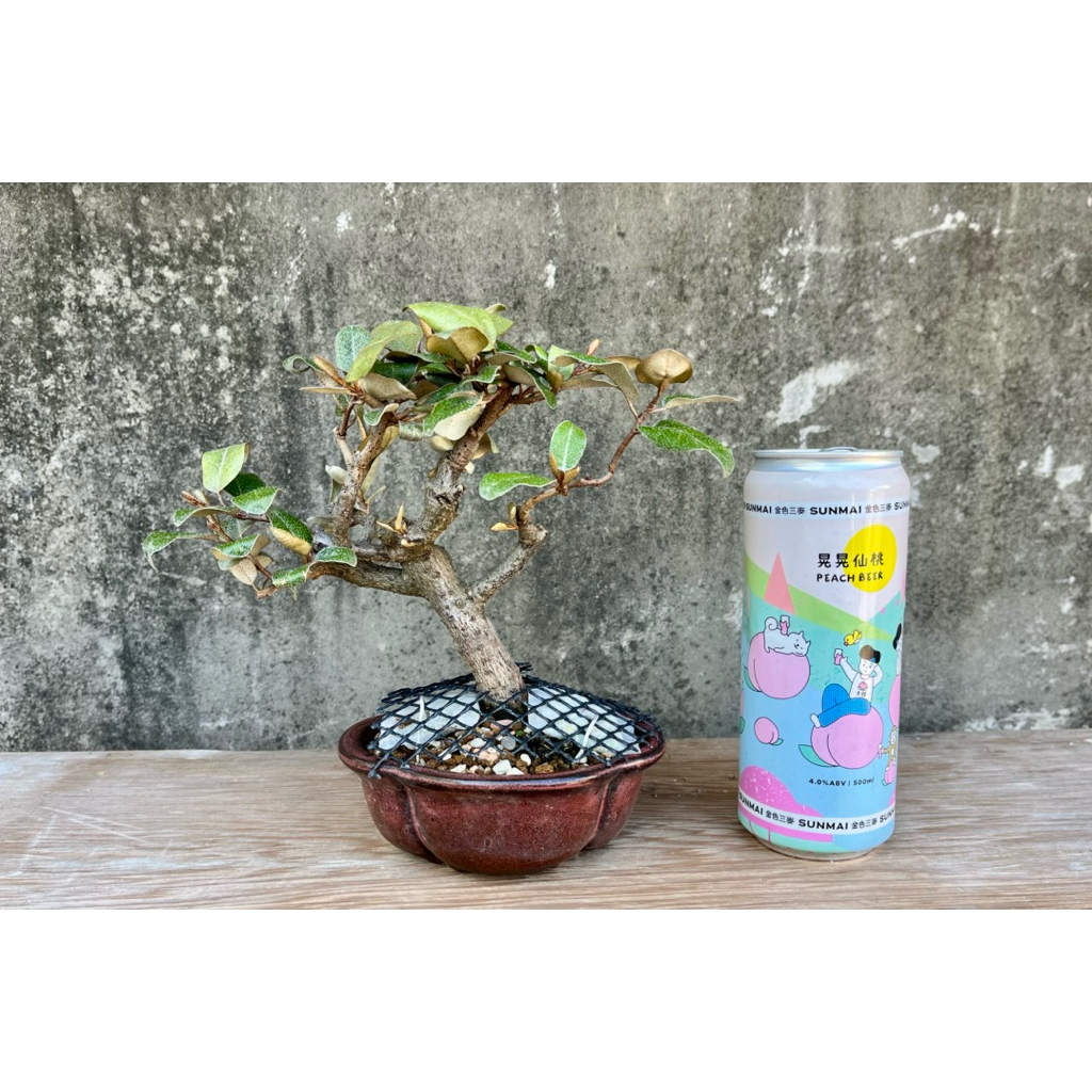 茱萸｜優惠推薦- 蝦皮購物- 2026年5月