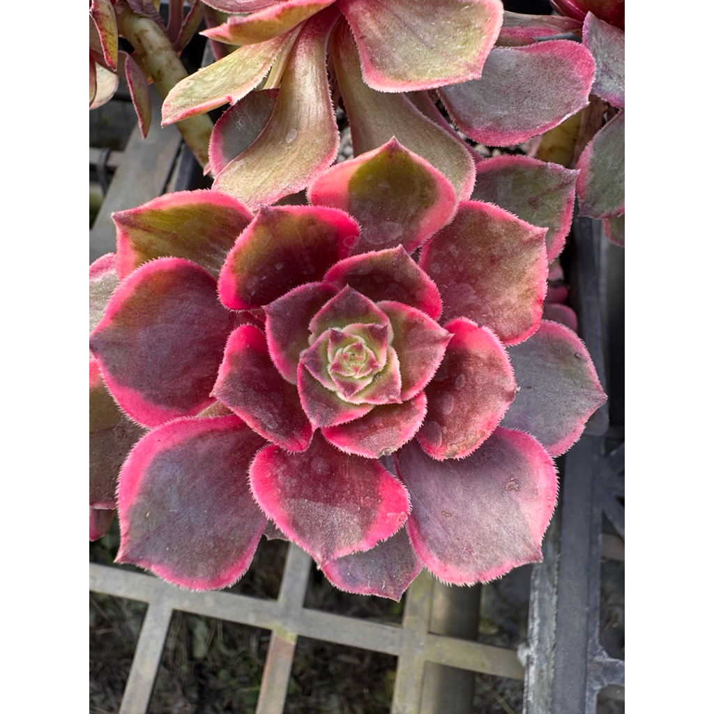 法師多肉- 園藝植作優惠推薦- 居家生活2026年6月| 蝦皮購物台灣
