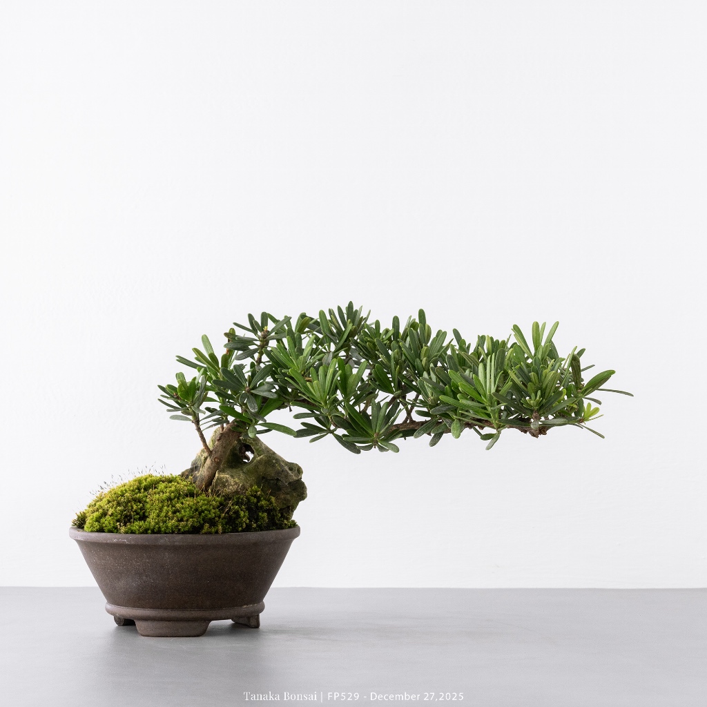 Tanaka Bonsai】FP529 晶鑽羅漢松盆景| 松柏盆栽| 蝦皮購物