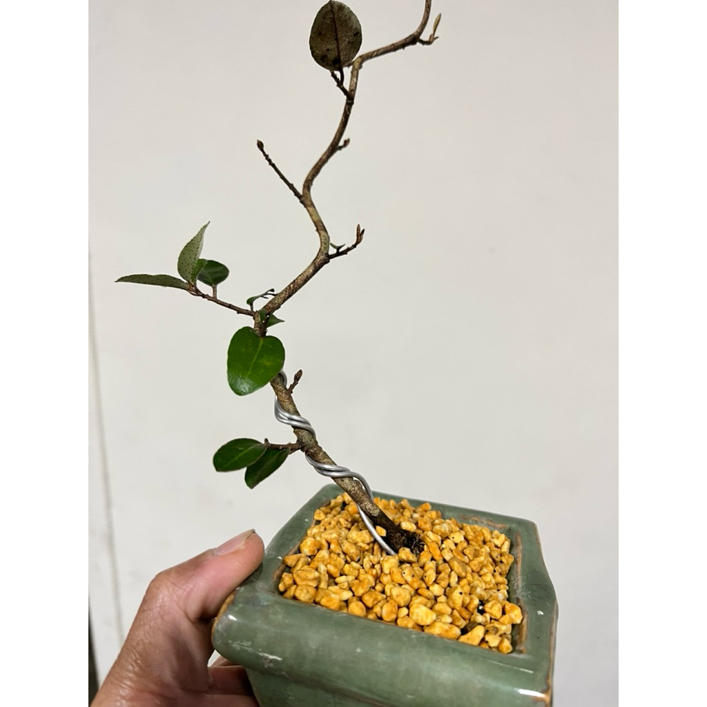 優勢】日本寒茱萸素材| 蝦皮購物