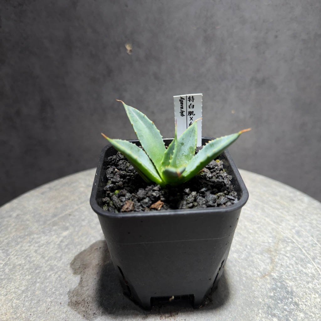 特白肌怒雷神x血妖'Agave hybrid'(實生) | 蝦皮購物