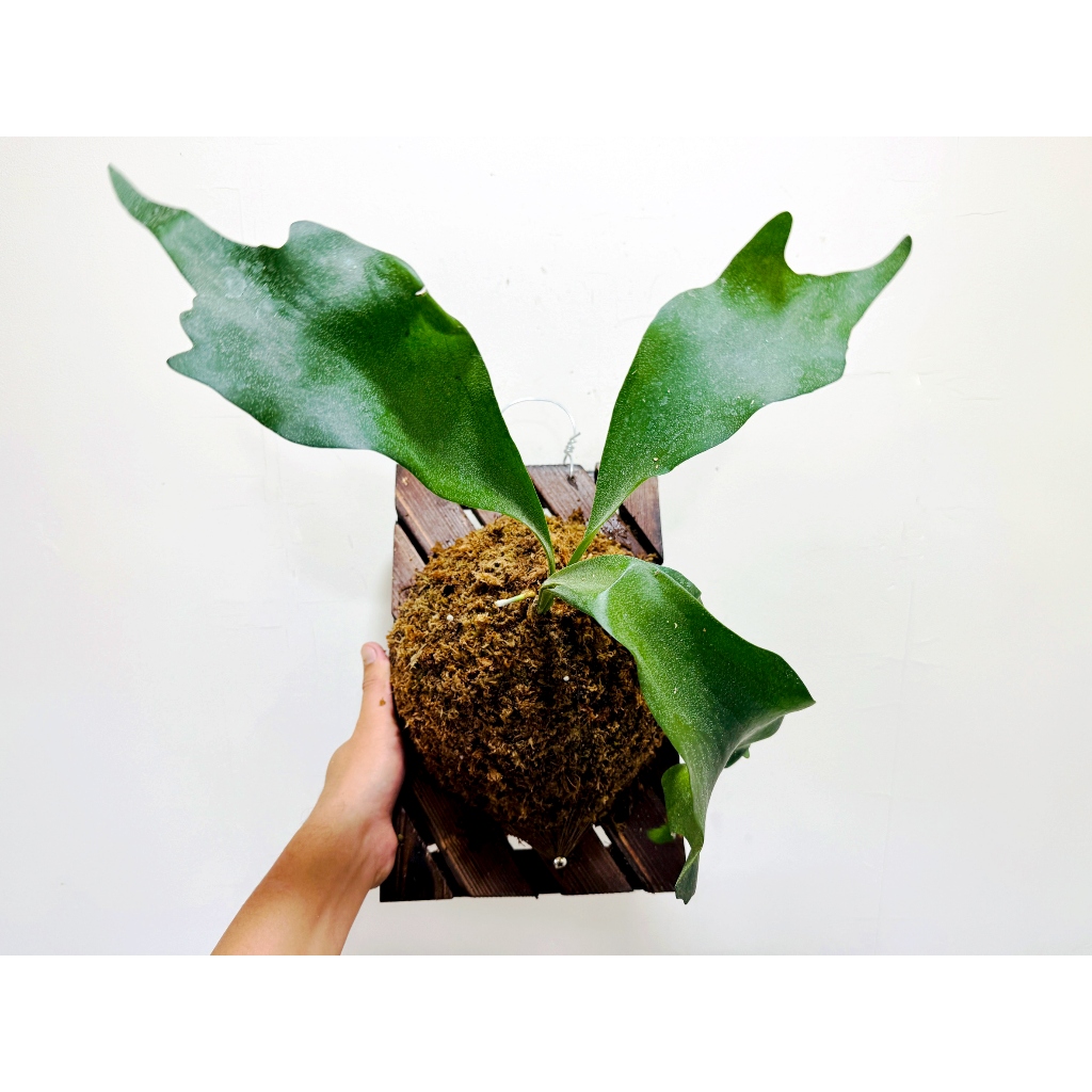 千手觀音鹿角蕨（Platycerium 'SS Foong'）椰子樹觀賞園藝綠植蕨| 蝦皮購物
