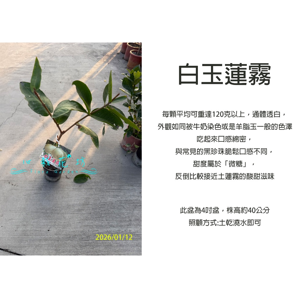 心栽花坊-白玉蓮霧/超取會斷頭/4吋/期間限定/蓮霧品種/高壓苗/水果苗