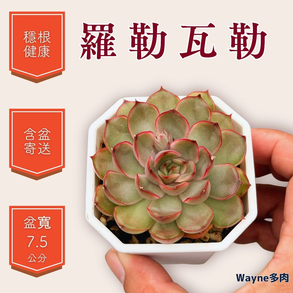 羅勒瓦勒｜品種保證+隨機出貨｜Wayne多肉 2.5吋穩根｜療癒盆栽/新手好養/多肉植物/韓系多肉/控養老欉/陽台/辦公 | 蝦皮購物