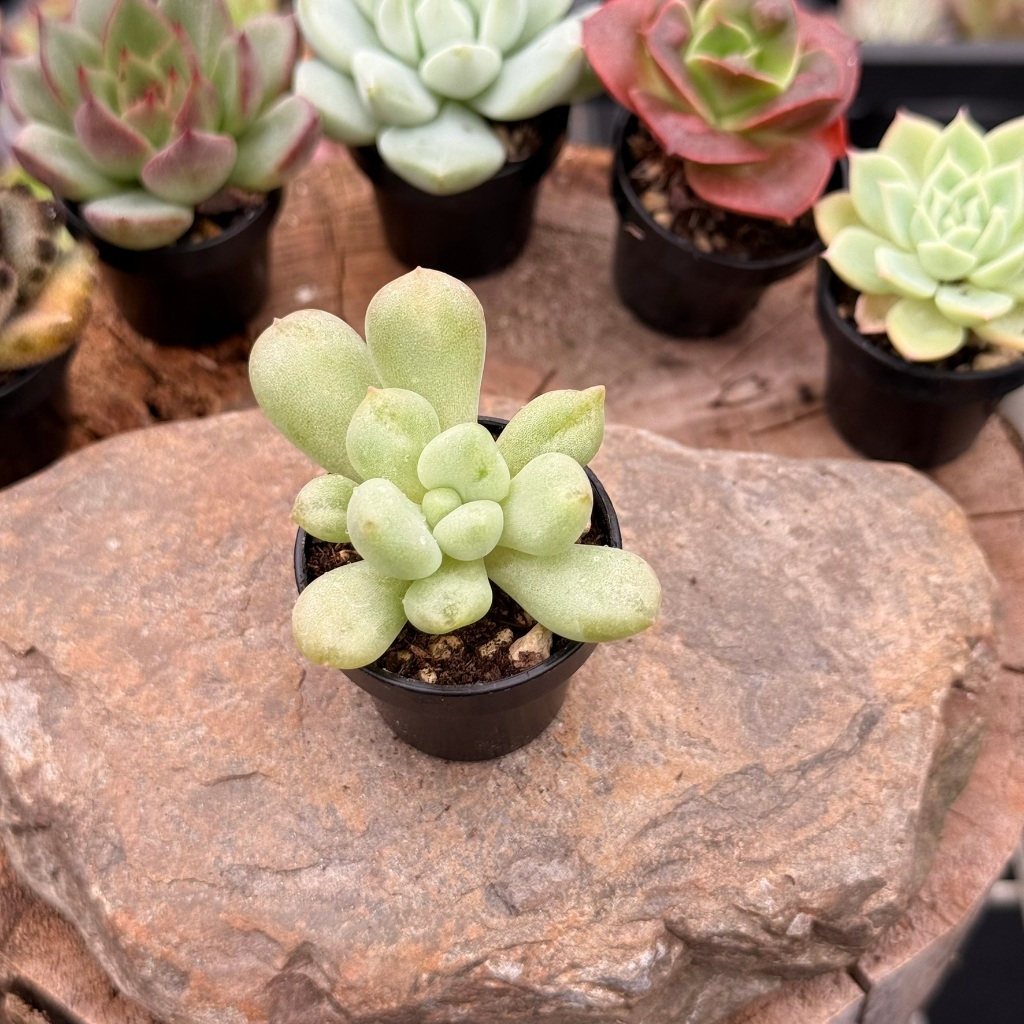 一吋盆綜合賣場1-0226更新/Wayne多肉/一吋盆多肉/多肉植物/婚禮小物/組