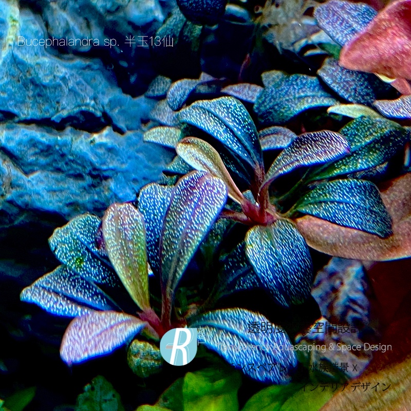 透明度TRN｜Bucephalandra sp. 半玉13仙｜辣椒榕神秘草前景水草| 蝦皮購物