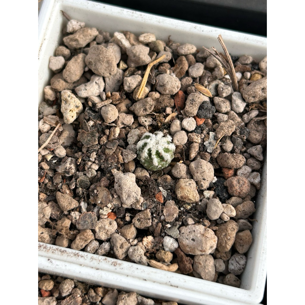 花籠- 優惠推薦- 2026年6月| 蝦皮購物台灣