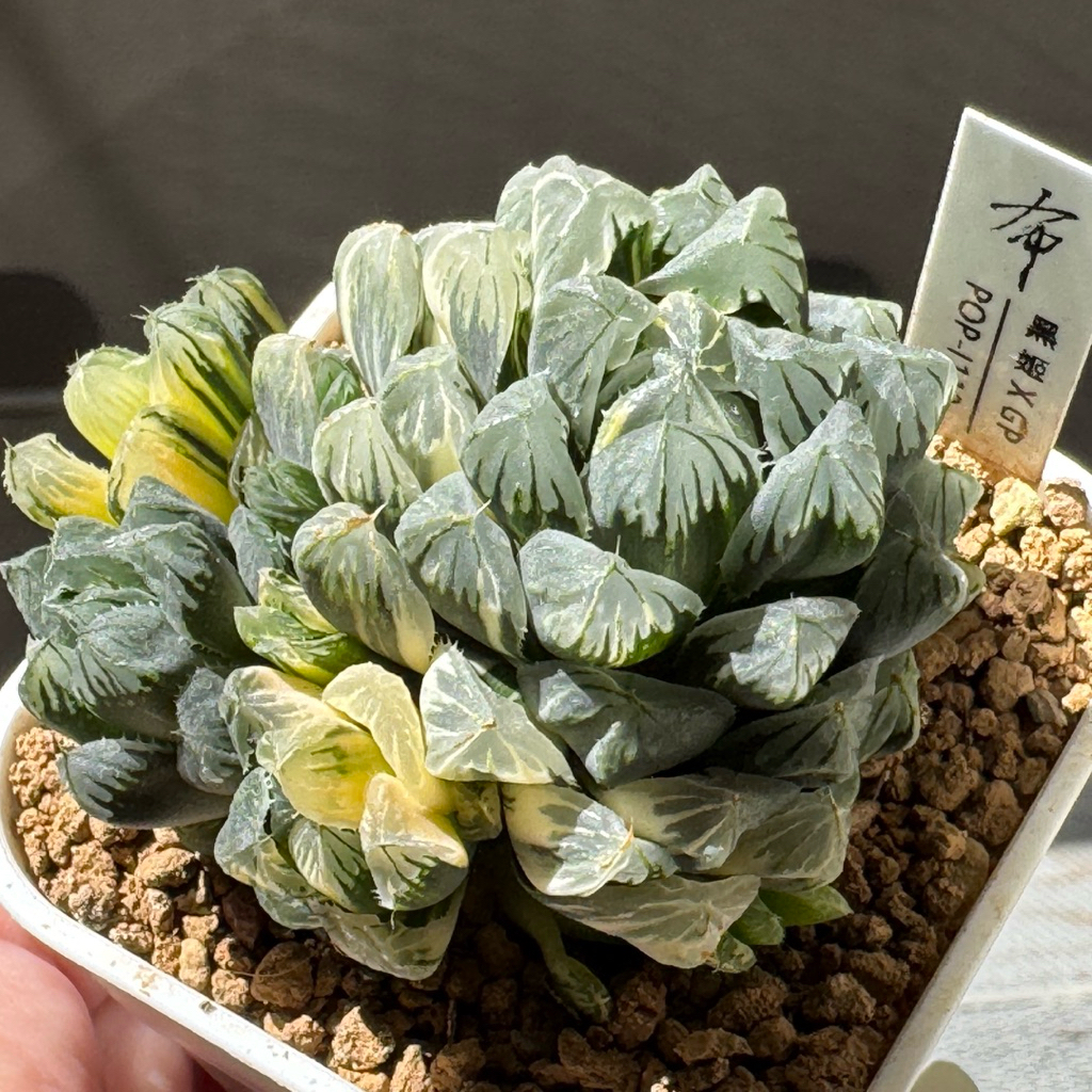 布家實生玉露錦 黑姬x綠姬錦 3寸盆 | 蝦皮購物