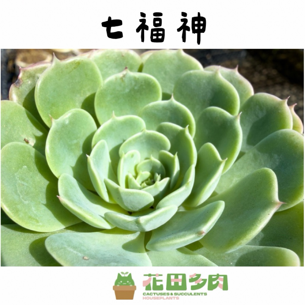 花田多肉》🌵【七福神】 3吋盆多肉植物/多肉/戶外植物/景天科| 蝦皮購物