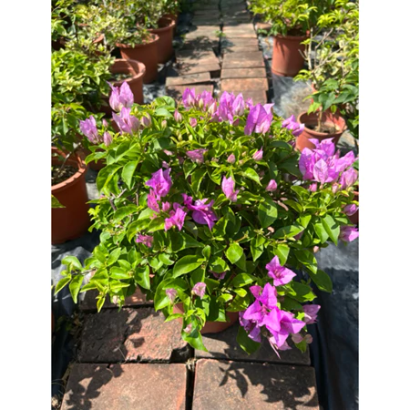 綠葉冰淇淋 7吋盆