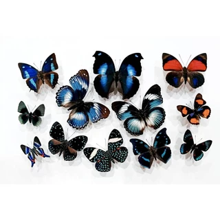 蟲新發現蝴蝶藝品館, 線上商店| 蝦皮購物