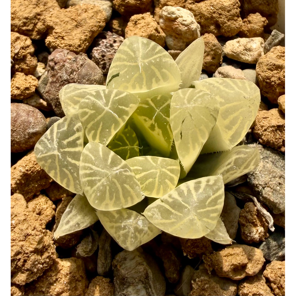 沐草植物園 多肉植物 百合科 玉露錦 糊斑別系錦（一物一拍） | 蝦皮購物