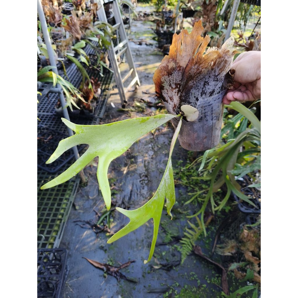 P. willinckii cv. Silvery Extra 鹿角蕨| 蝦皮購物