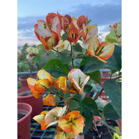 各種九重葛現剪枝條 六宮粉黛