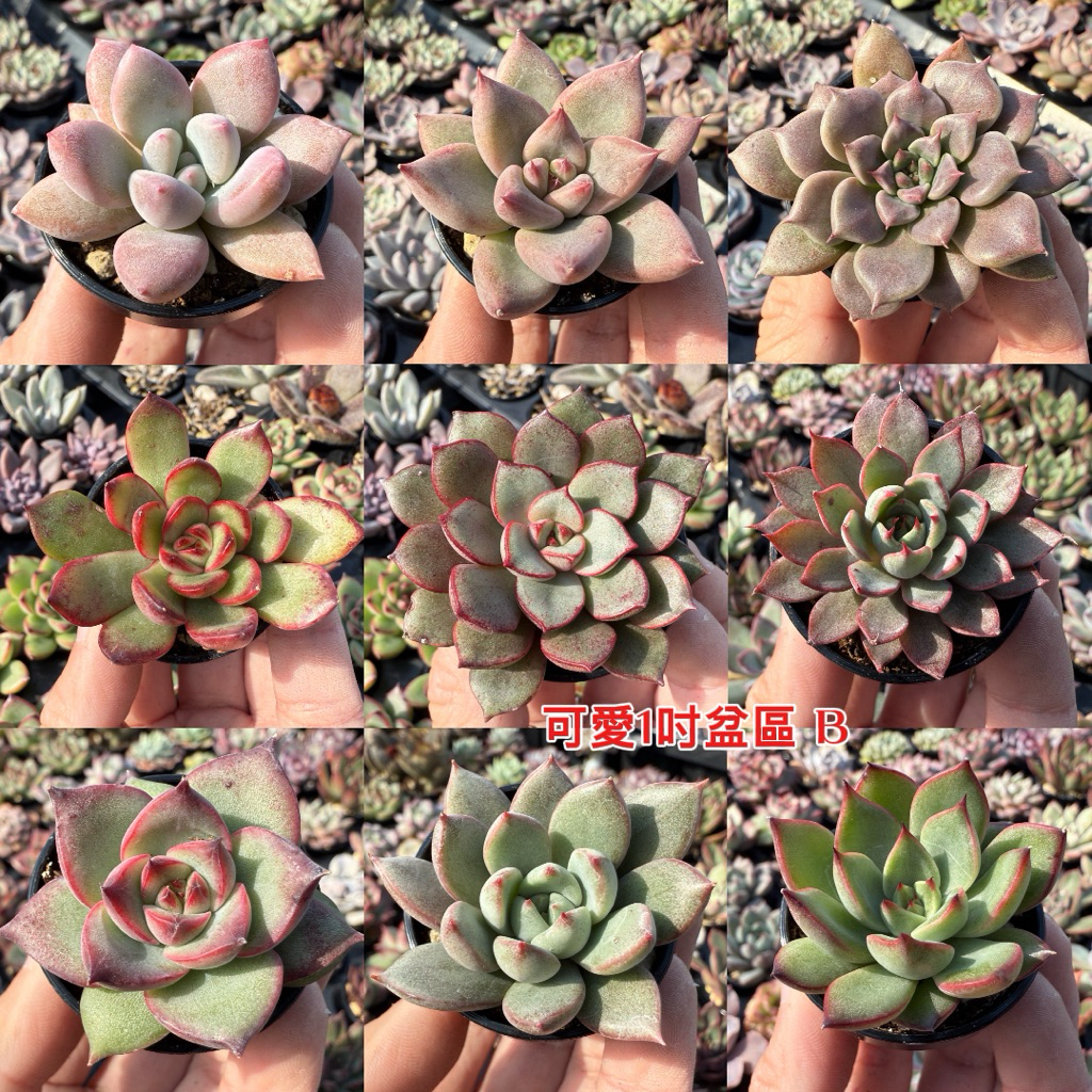 小農舍】(6/18更新可選品種有多件優惠) 多肉植物1吋盆(B區） / 非傳統