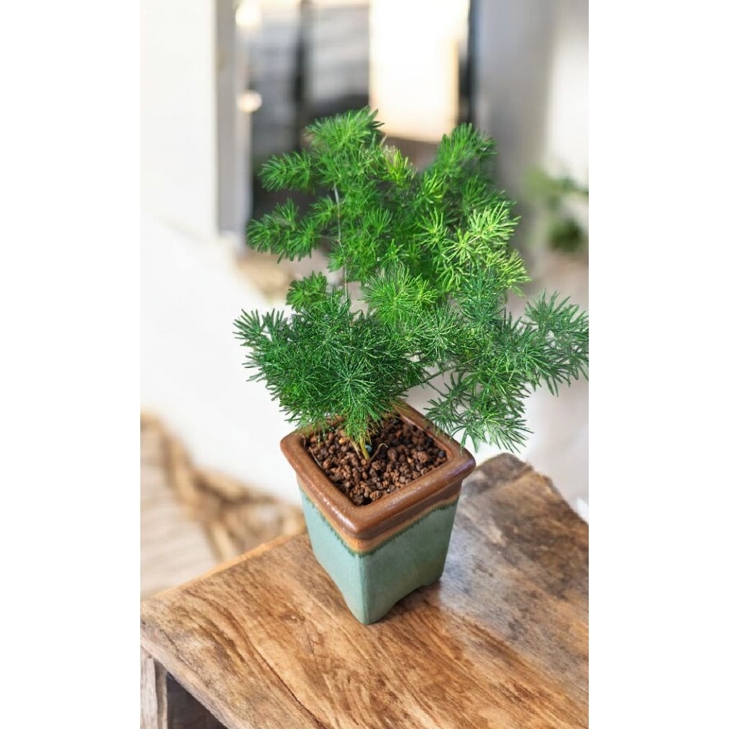 松葉武竹｜Foxtail Fern🌿植悟誌盆栽小品含陶瓷盆| 蝦皮購物