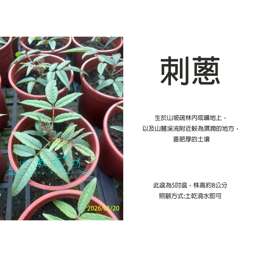 心栽花坊-刺蔥/食茱萸/5吋盆/香料/香草/植物/特價150 | 蝦皮購物