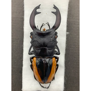 昆蟲🪲標本🐞福利社, 線上商店| 蝦皮購物