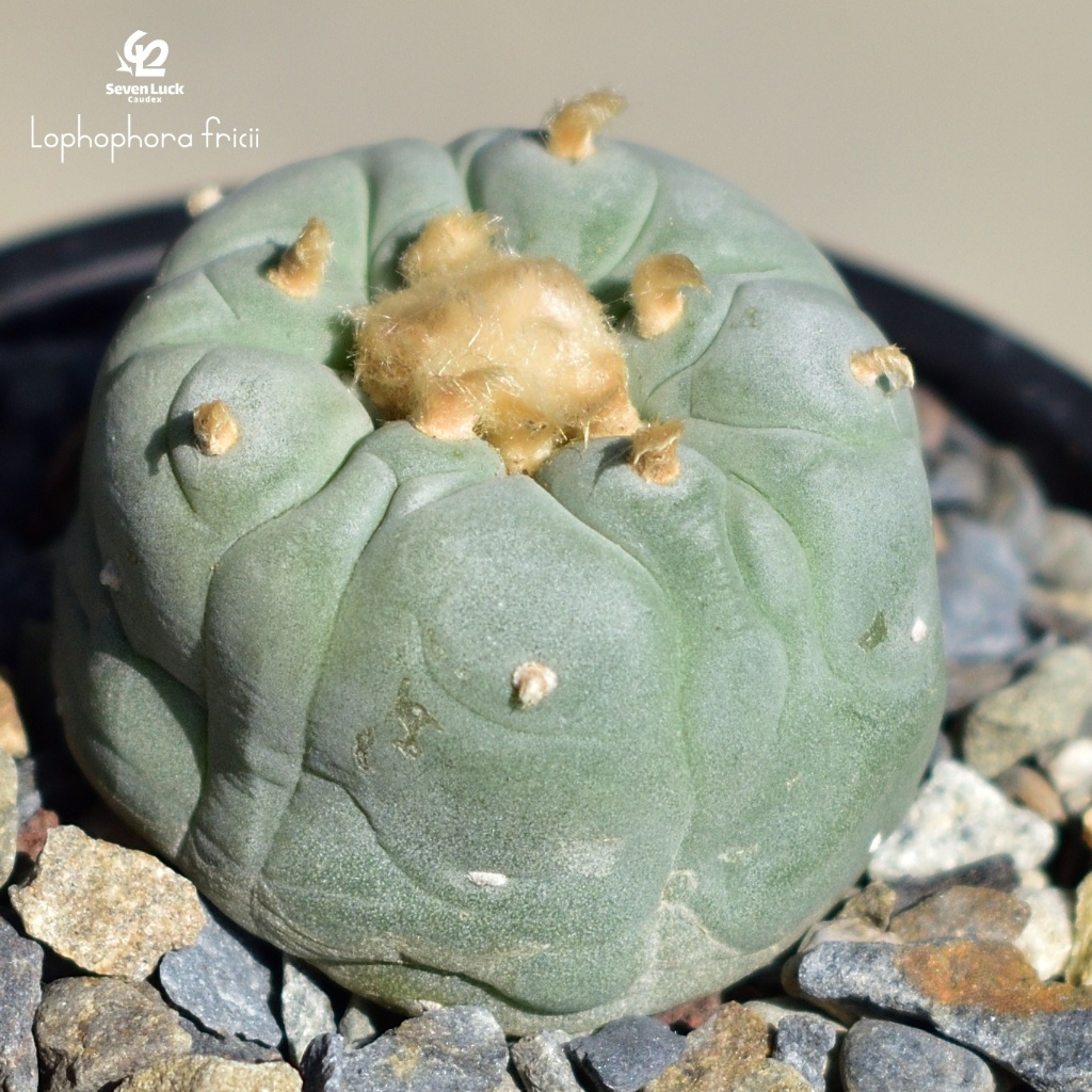 SL's 植物園-銀冠玉Lophophora fricii | 蝦皮購物