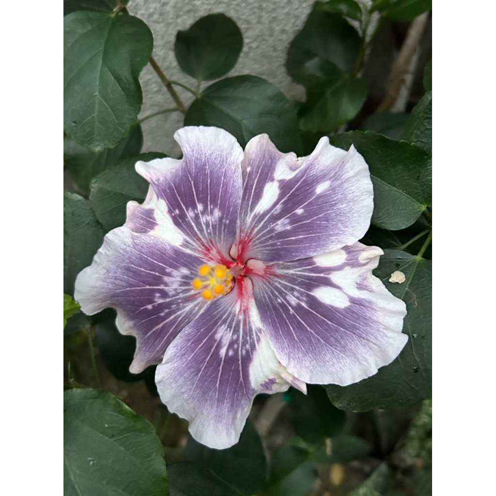 特價中💕扶桑/枝條/手心的薔薇/水沙漣夜空/青花瓷/秋紅谷/扶桑/餓哦