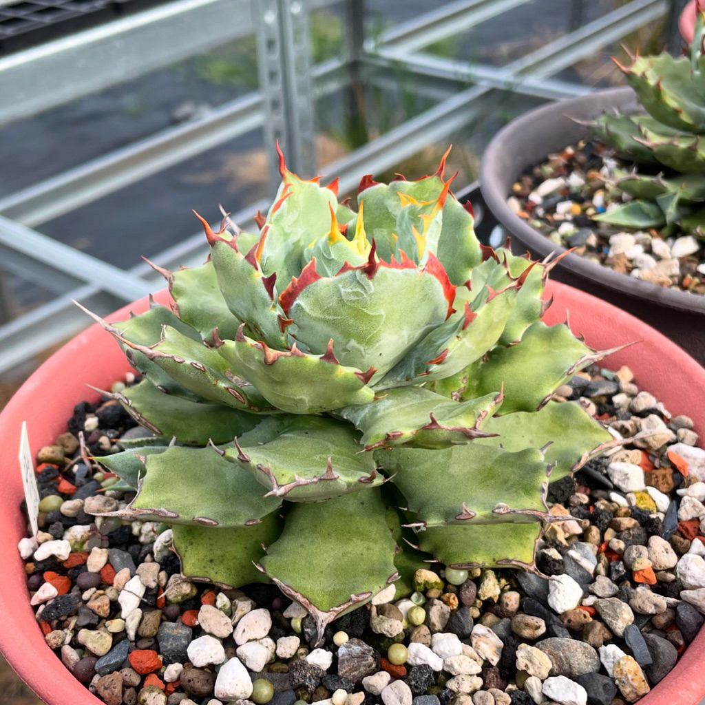 TZ AGAVE, 線上商店| 蝦皮購物