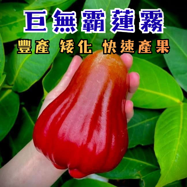 黑金剛蓮霧】快速產果新手必種超高產量阡插苗陽台果園水果苗果樹苗蓮霧